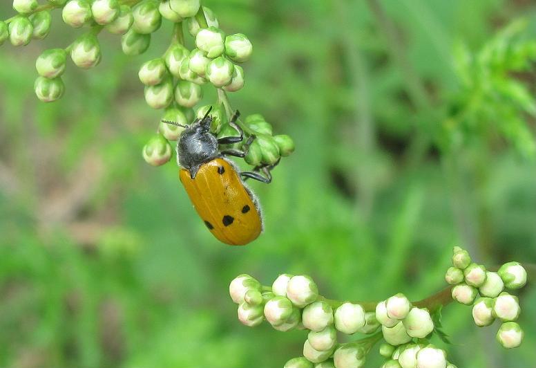 Lachnaia italica? S (Chrysomelidae)